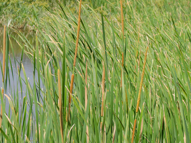 <p>Typha domingensis<br>(Cattail)</p>