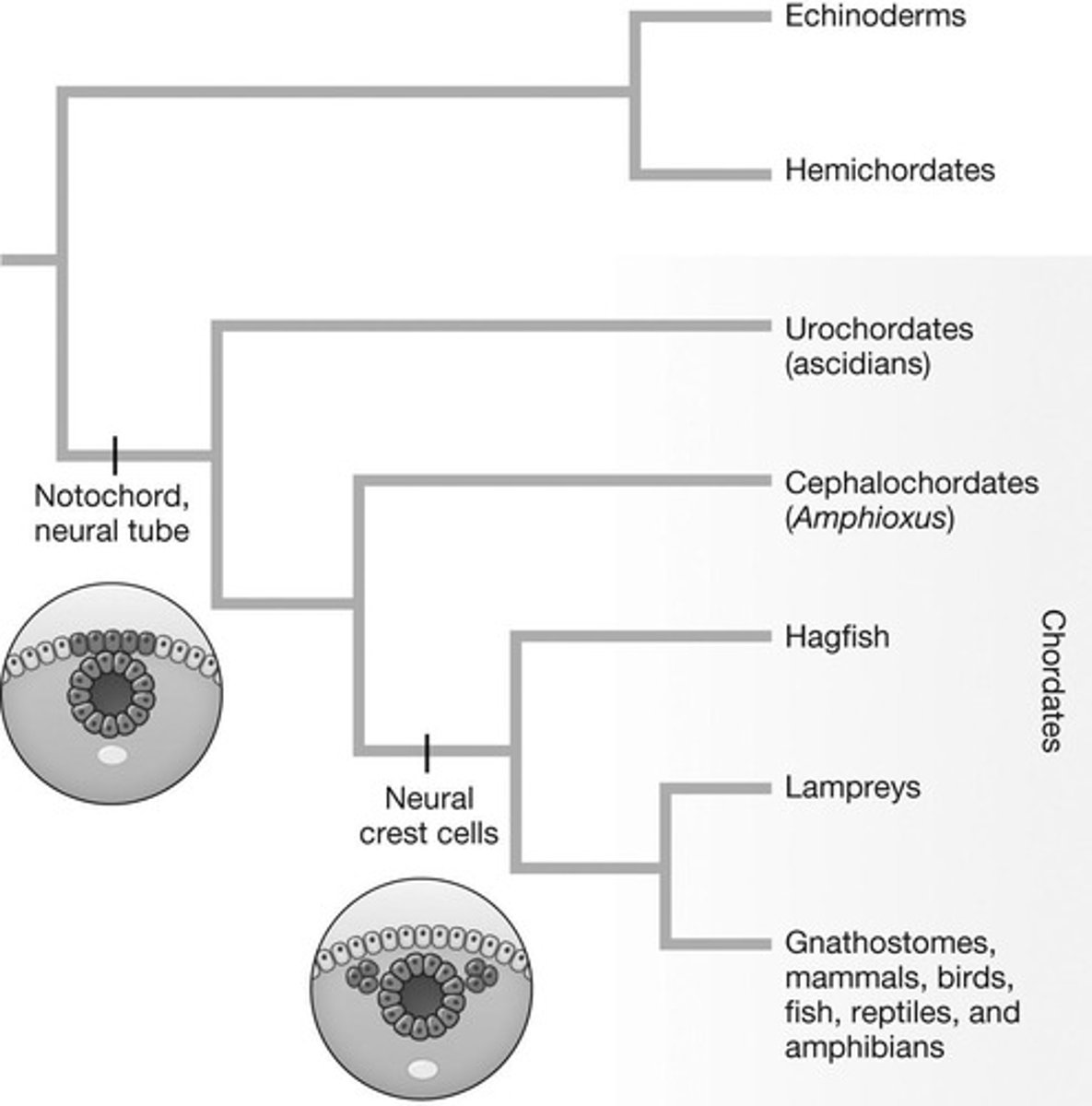 <p>All chordates have a neural tube.</p>
