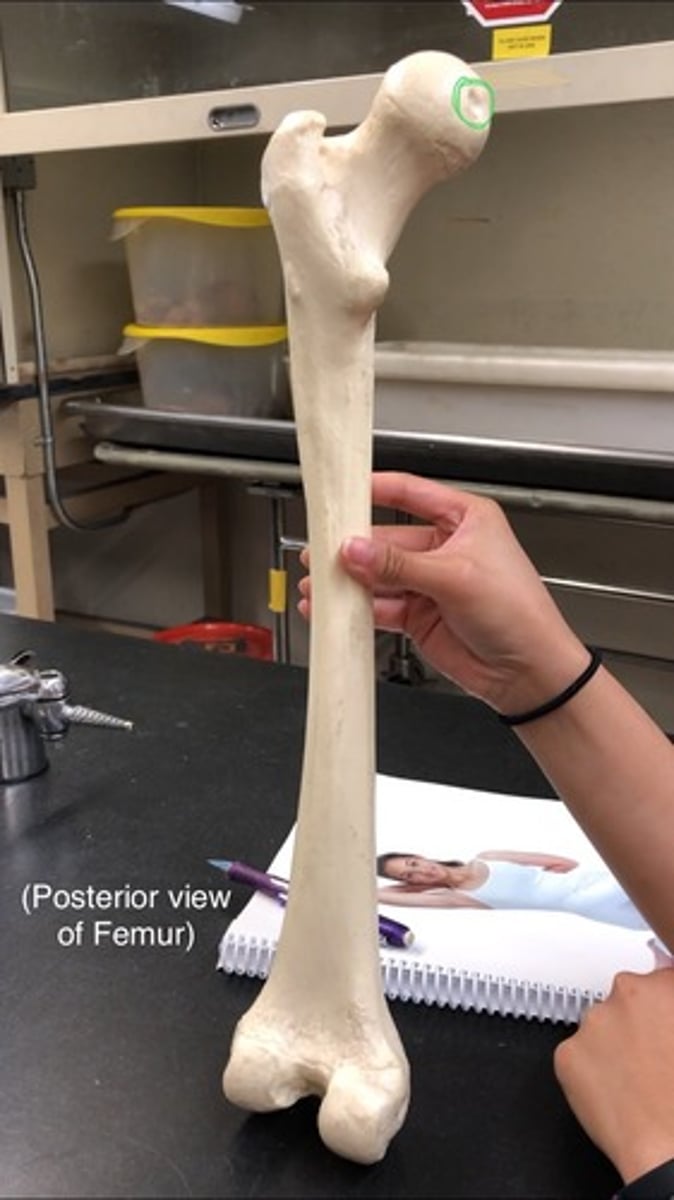 <p>small indent in femoral head</p>