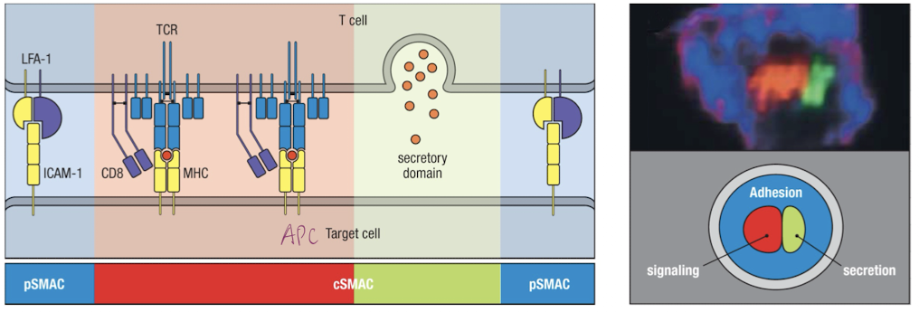<p>cSMAC = central supermolecular activation complex</p><p>pSMAC = peripheral supermolecular activation complex</p>