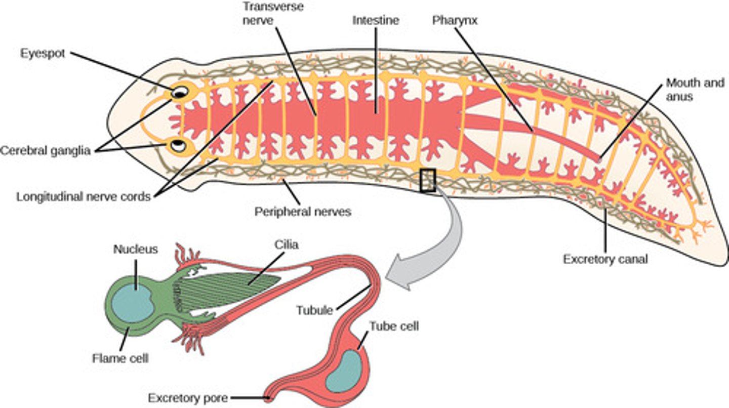 <p>1. two symmetrical <br>nerve cords<br>2. brain</p>