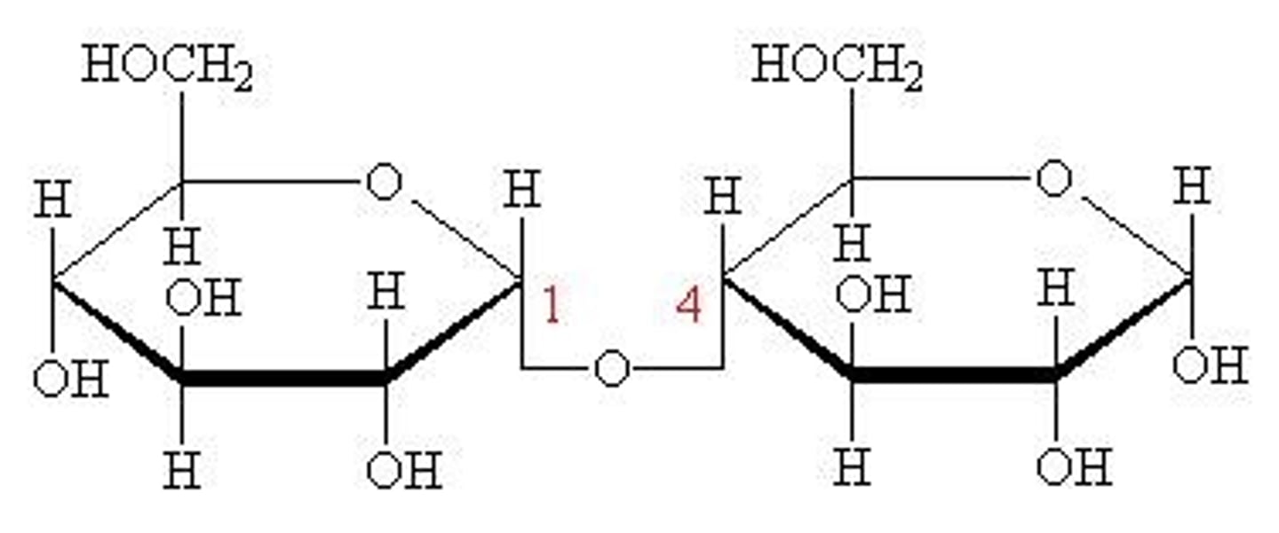 <p>- A disaccharide known as malt sugar. Produced whenever a polysaccharide starch breaks down.</p><p>- Composed of:</p><p>~ Alpha D-Glucose + Beta D-Glucose.</p><p>~ Alpha D-Glucose + Alpha D-Glucose</p><p>- Glycosidic linkage: Alpha (1->4). The two —OH groups that form the linkage are attached to the C1 Alpha Glucose and C4 of the second glucose (an Alpha or Beta)</p><p>- Is a reducing sugar</p>