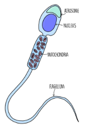 <p><strong>SPERM CELL</strong></p>