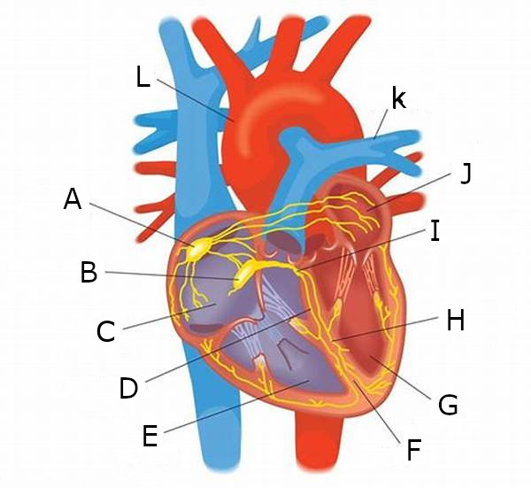 <p>A</p>