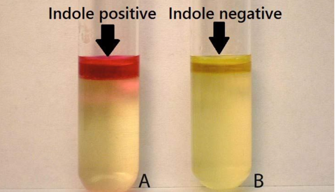 <p>Indole Test</p>