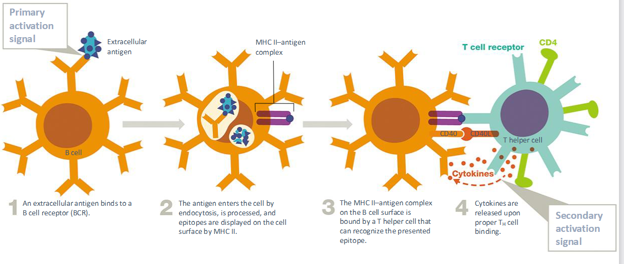 <p><span>T dependent, and require T helper cells to fully activate B cells</span></p>