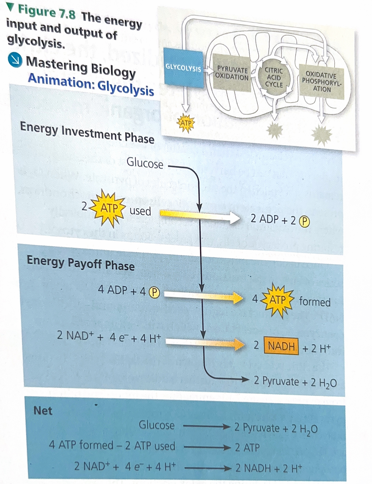 <p>Explain this image</p>
