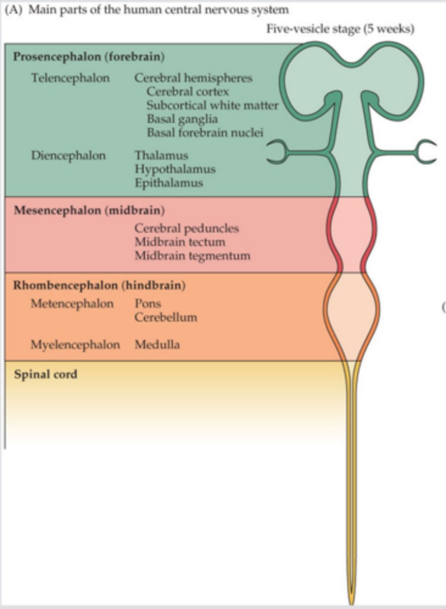 <p>Tectum<br>Superior colliculus <br>Inferior colliculus <br>Tegmentum<br>Substantia nigra</p>