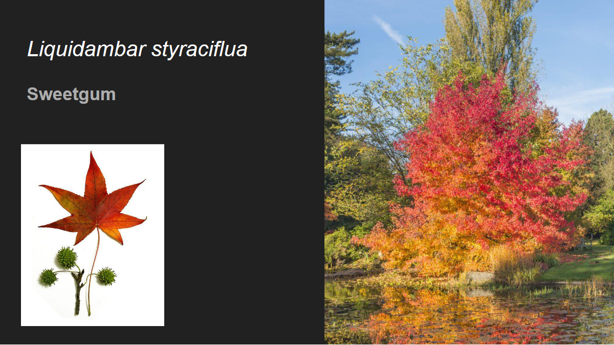 <p>Liquidambar styraciflua</p><p>Sweetgum</p>