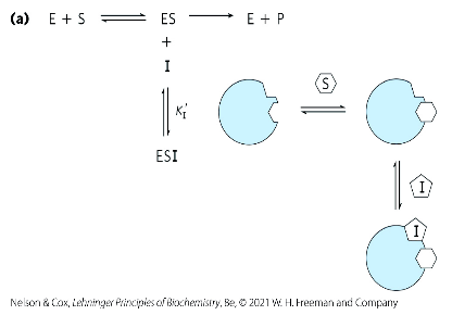 <p>binds at a site that’s not the active site </p><p>binds only to the ES complex </p>