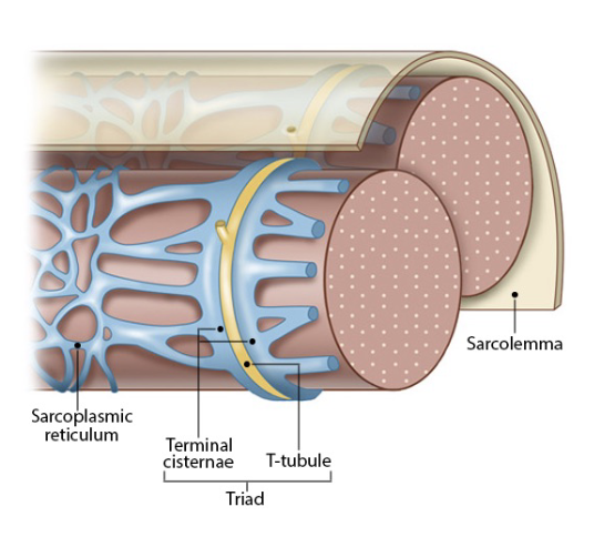 <p>transformation of this electrical signal (in the muscle cell) into contraction of sarcomeres</p><p>muscle action potentials sensed in t-tubules trigger Ca2+ release from the SR and cause muscle contraction</p><p>process:</p><ol><li><p>action potential travels along sarcolemma of muscle fiber</p></li><li><p>action potential reaches t-tubules, allowing the action potential to rapidly penetrate into the interior of the muscle fiber</p></li><li><p>voltage-gated calcium channels in the SR membrane open in response to action potential, causing a rapid influx of calcium ions from the SR into the cytoplasm of the muscle fiber</p></li><li><p>the released calcium ions bind to troponin, a protein located on the actin filaments within the muscle fiber</p></li><li><p>troponin binding causes a conformation change in the troponin-tropomyosin complex, exposing active sites on the actin filaments</p></li><li><p>myosin heads bind to the exposed active sites on the actin filaments, forming cross-bridges</p></li><li><p>the myosin heads undergo a power stroke, causing thin filaments to slide over the thick filaments, shortening the sarcomere and resulting in muscle contraction</p></li></ol>
