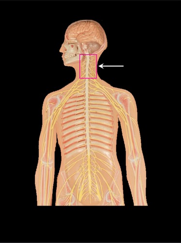 <p>(p.)</p>