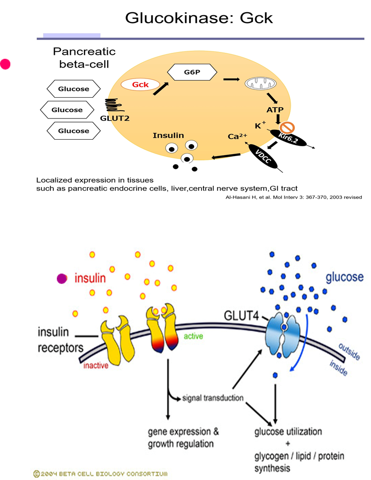 <p>what is insulins inhibition</p>