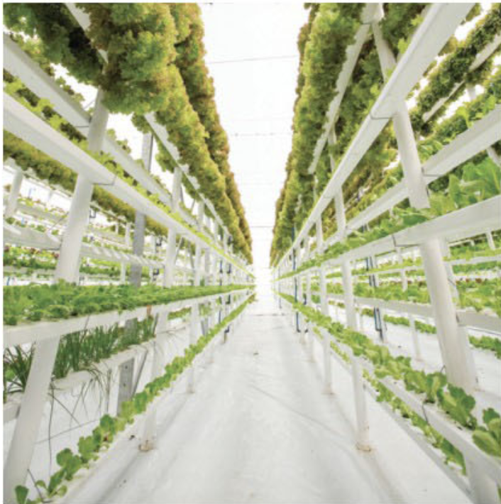 <ul><li><p><span> Custom to any size and any crop</span></p></li><li><p><span> Fully automated from seeding</span></p></li><li><p><span> Nursery period 7-10 days</span></p></li><li><p><span> Specially designed trays for maximum yield</span></p></li><li><p><span>Growth cycles average 15-20 days</span></p></li><li><p><span>Efficient water recycles system.</span></p></li><li><p><span>Controlled uninterrupted growth environment.</span></p></li><li><p><span> Fully programmable intelligent system</span></p></li><li><p><span>Growth under full spectrum LED lighting</span></p></li><li><p><span>Elevated automation</span></p></li><li><p><span>Consistent quality crop</span></p></li><li><p><span> Minimal labour handling</span></p></li></ul>