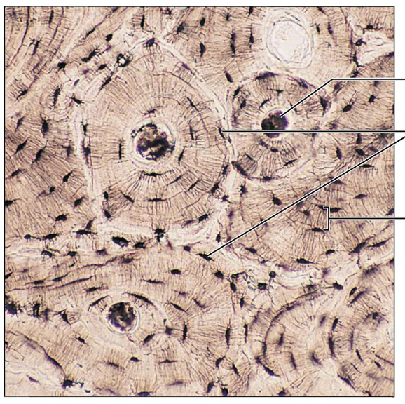 <p>What is this tissue, and where is it found?</p>