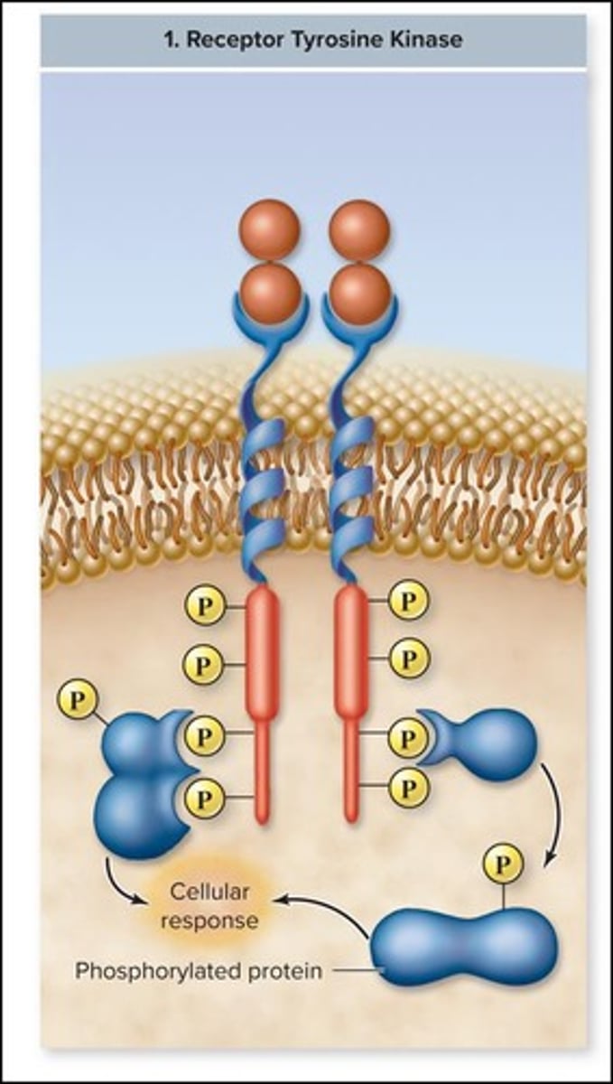 <p>Receptor Tyrosine Kinases (RTKs).</p>