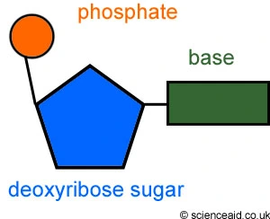 <ol><li><p class="ds-markdown-paragraph">nitrogenous base (A,T,U,C,G): carries information</p></li><li><p class="ds-markdown-paragraph">pentose sugar: forms backbone</p></li><li><p class="ds-markdown-paragraph">phosphate: attaches sugar to sugar, charge and energy</p></li></ol><p></p>