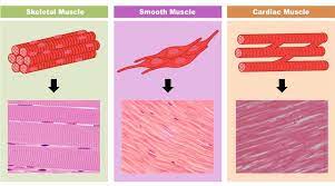 contractile tissue of the body and is derived from the mesodermal layer of  \n embryonic germ cells. It is classified as skeletal, cardiac, or smooth muscle, and its  \n function is to produce force and cause motion, either locomotion or movement within  \n internal organs.
