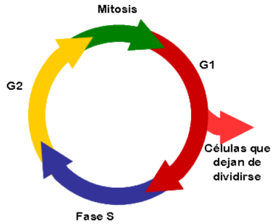 <ul><li><p>Interfase: momento en el que la&nbsp;célula realiza sus funciones y no se divide</p></li></ul><ul><li><p style="text-align: justify;">Fase S: durante este periodo es cuando se duplican los cromosomas (replicación del ADN)</p></li></ul><p></p>