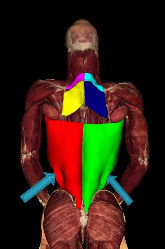 <p><strong>origin:</strong> T7-T12, L1-L5 spinous processes and iliac crest</p><p><strong>insertion:</strong> humerus</p><p><strong>innervation:</strong> thoracodorsal N (C6-C8)</p><p><strong>action: </strong>extension, adduction, and medial rotation of shoulder joint</p>