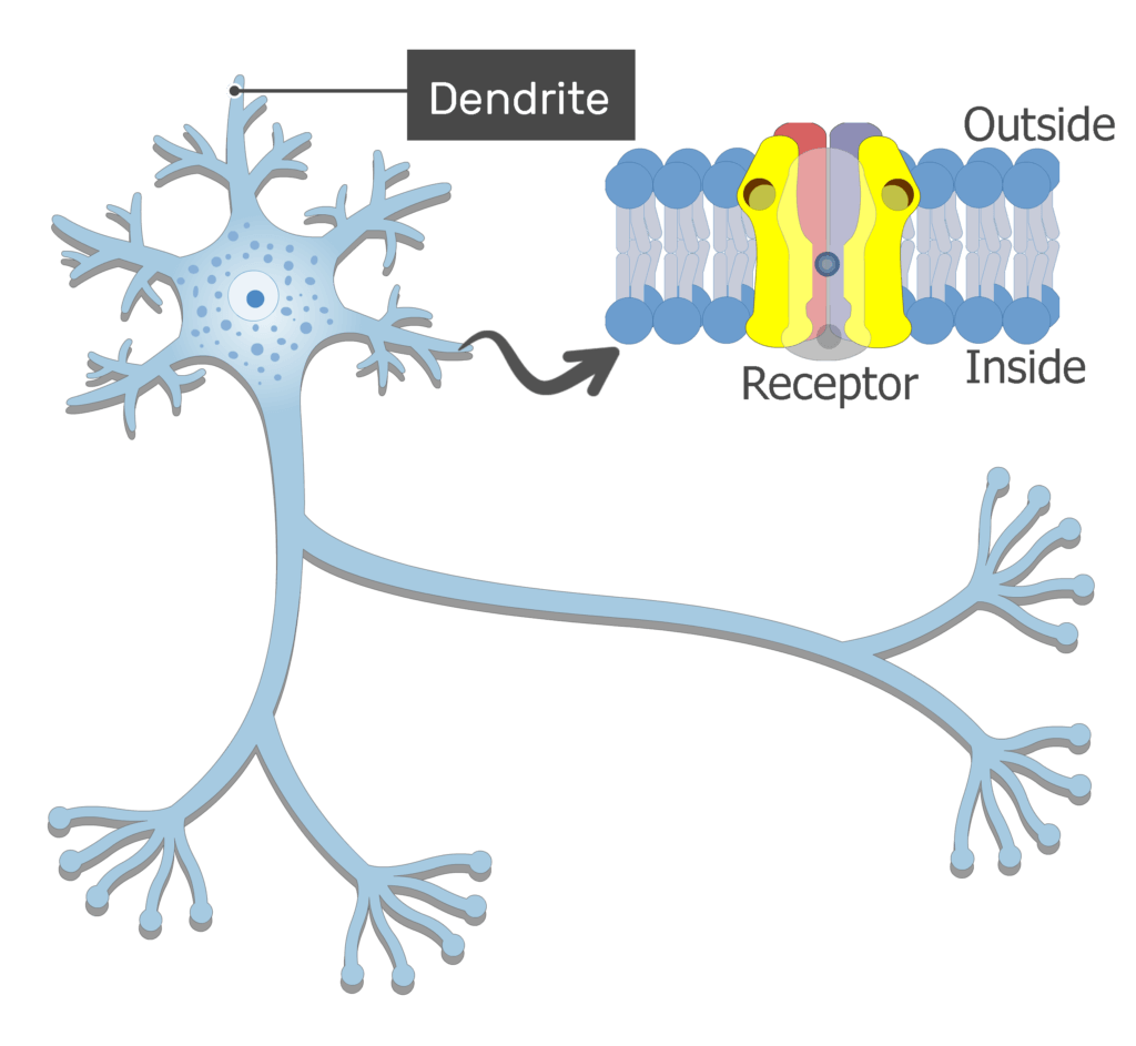 <p>branch-like extension of the soma that receives incoming signals from other neurons</p>