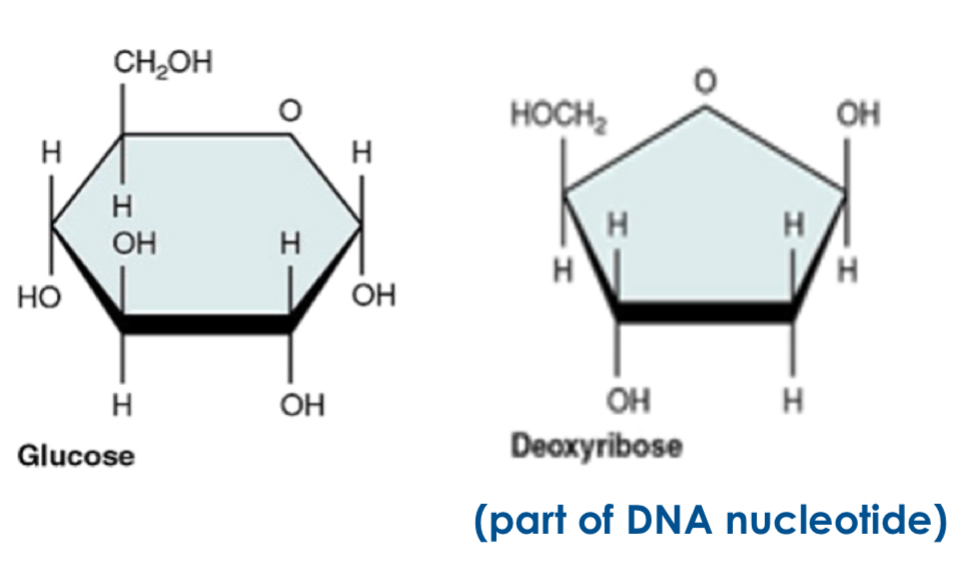 <p>Glucose (hexose sugar) and deoxyribose (pentose sugar)</p>