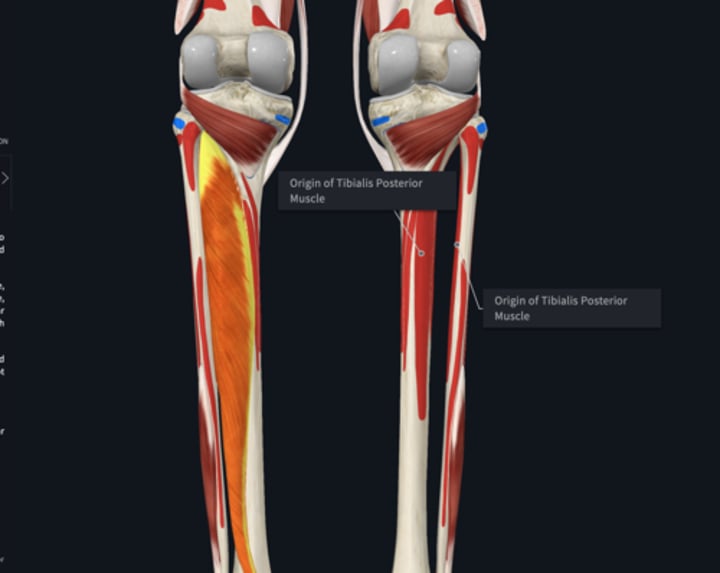 <p>origin: tibialis posterior</p>