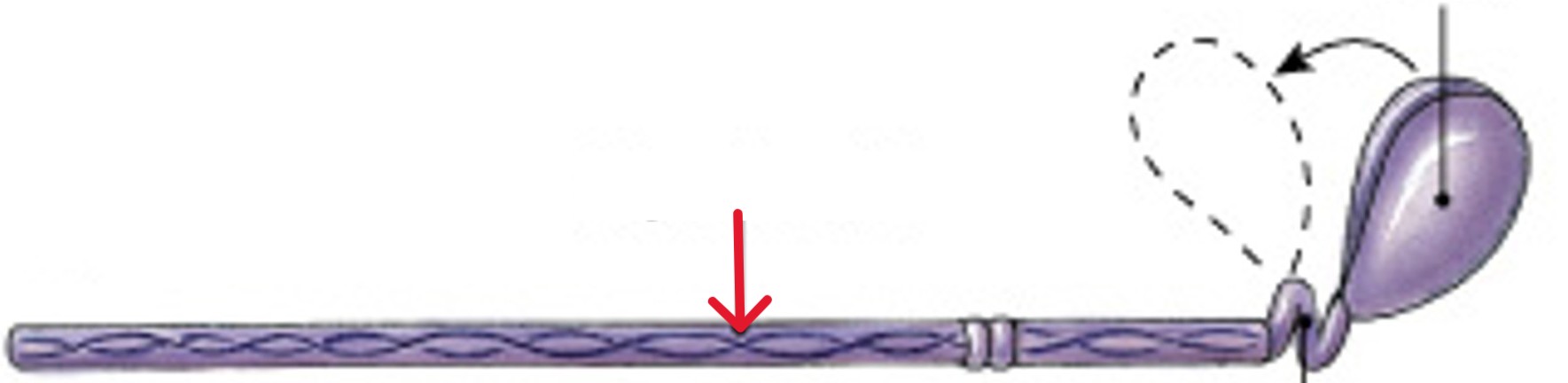 <p>Which part of the <span><span>thick filaments (myosin)</span></span> is:</p><ul><li><p>Binds to other myosin molecules</p></li><li><p>Points toward M-line</p></li></ul><p></p>