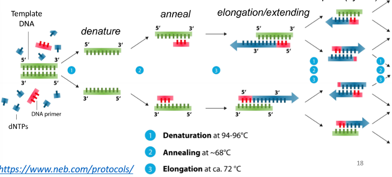 <ol><li><p>denature the template DNA helix by heating the mixture over 95 C</p></li><li><p>anneal the DNA primer to the template by cooling to 50-70 C</p></li><li><p>polymerize the dNTPs to the primer using thermostable DNA polymerase by heating to 72 C (5→3 elongation by synthesis of new DNA strands)</p></li><li><p>allow for exponential DNA amplification by repeating the denature and anneal cycles to double the number of copies in each cycle</p></li></ol>