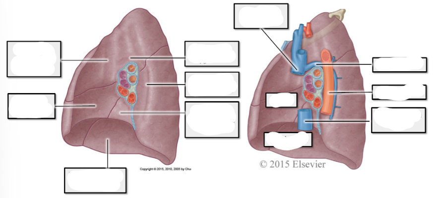 <p>label right lung</p>