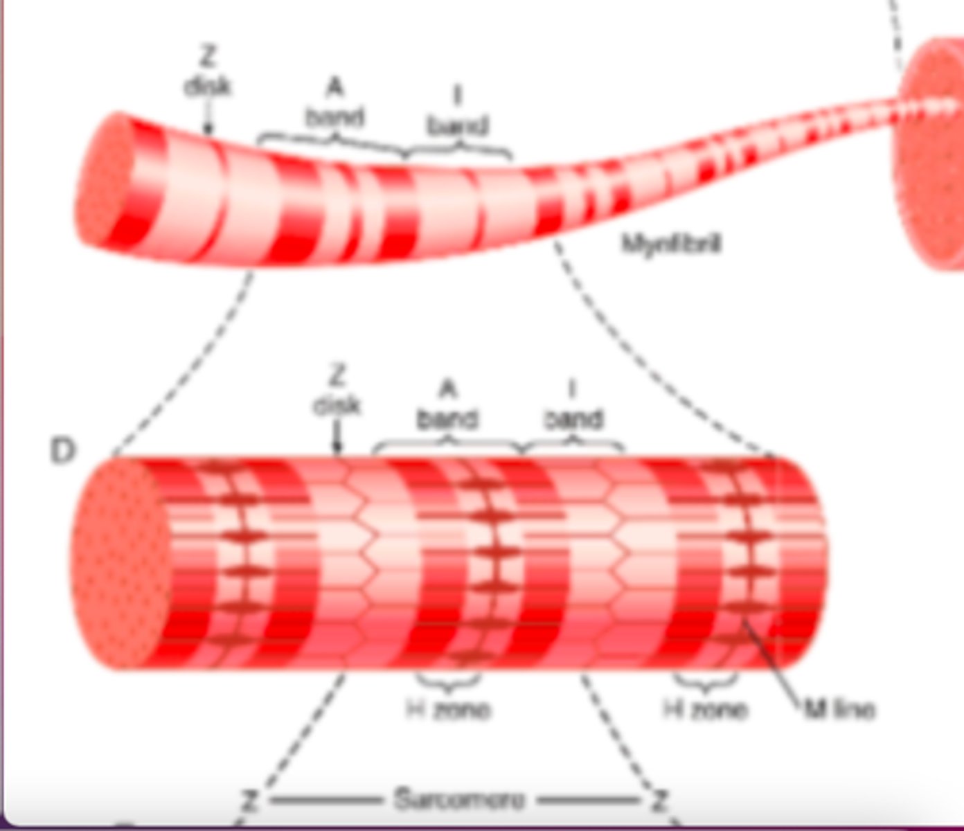 <p>dark bands </p><p>contain myosin filaments as well as the ends of the actin filaments where they overlap</p><p>anisotropic to polarized light </p>