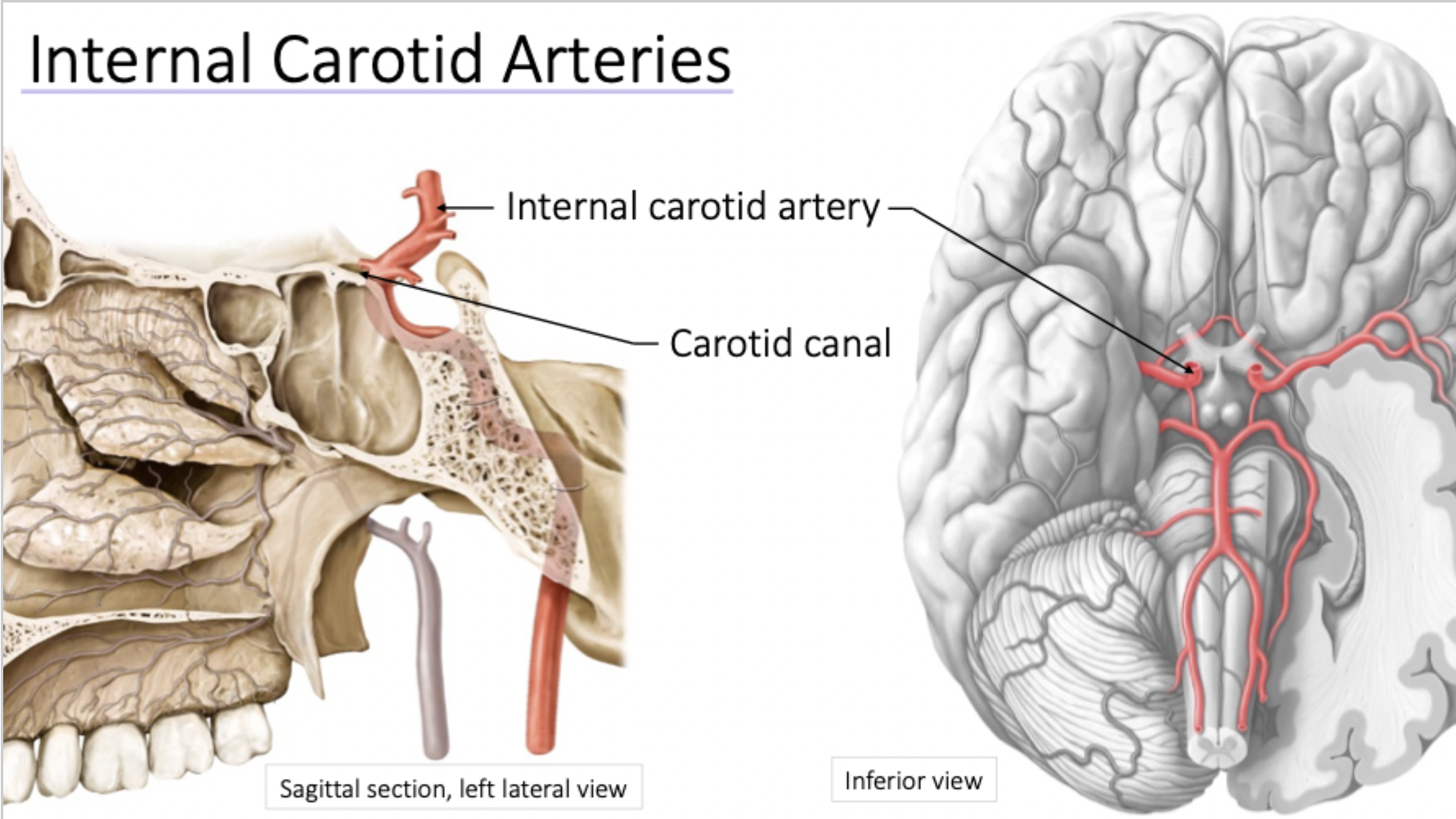 <ul><li><p>Contributes to circle of Willis</p></li><li><p>Passes through carotid canal</p></li></ul>