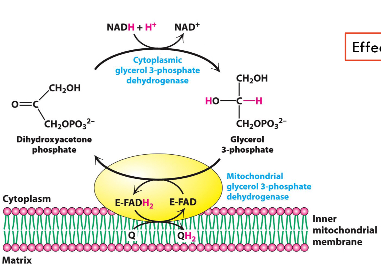 <ul><li><p>Effectively bypassing <strong>Complex I</strong></p></li><li><p>After glycolysis, <mark data-color="red"><strong>dihydroxyacetone phosphate</strong></mark> is converted to NAD+ by reacting with NADH → <mark data-color="red"><strong>Glycerol 3-Phosphate.</strong></mark></p><ul><li><p>Then oxidised by FAD in the mitochondrial membrane.</p></li><li><p>Allow e- to pass through the chain to Q and then through the chain again.</p></li></ul></li><li><p>Losing H+ pumping potential</p></li><li><p><strong>Functions:</strong></p><ul><li><p>Transfers e- between cytosolic NADH and mitochondria, producing ATP through oxidative phosphorylation.</p></li><li><p>Maintains energy production in tissues where NADH is efficiently produced in the cytosol and transported to the mitochondria.</p></li></ul></li></ul>