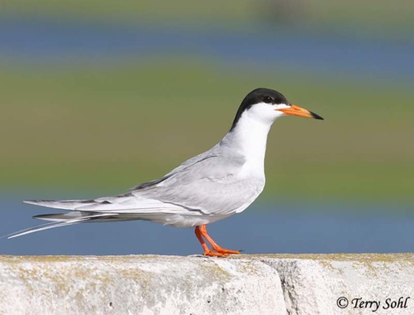 <p>Charadriiformes</p><p>Laridae</p>