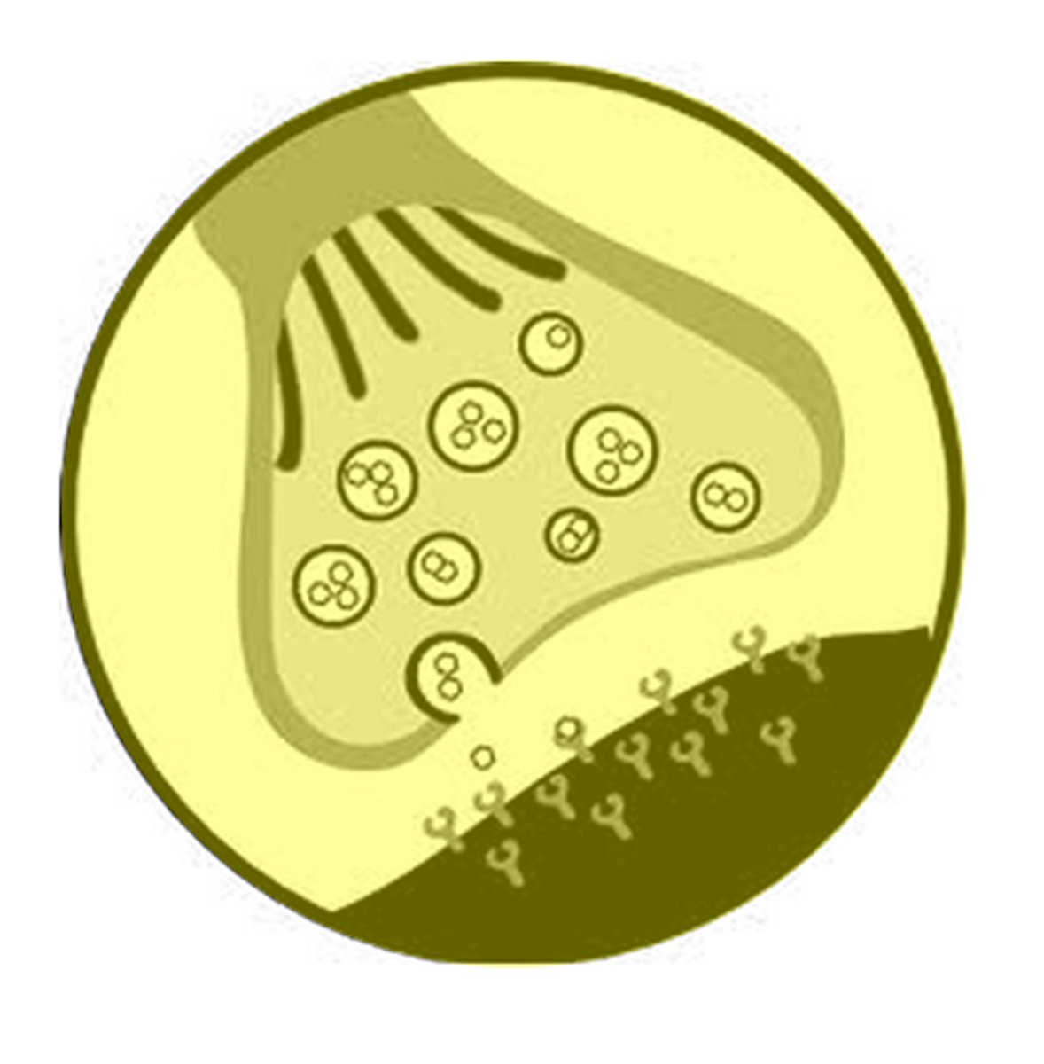<p>A junction between two neurones.</p>