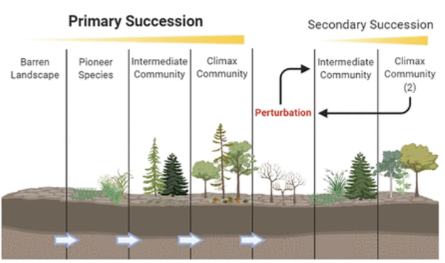 <p>primary succession - when there is barren rock with no soil so <strong>pioneer species </strong>like lichen and moss much first breakdown the rock to make soil</p><p>secondary succession - comes after a disturbance that leaves behind the soil. Abandoned farmland or wildfires may lead to a change in the community over time</p><p>The biggest difference is the starting point - primary begins with just rocks while secondary has more</p>