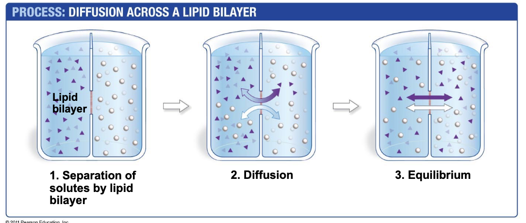 <p>Diffusion = passive mixing of substances resulting in net transport along a concentration gradient</p>