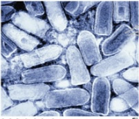 <p>Genus-Lyssavirus</p>