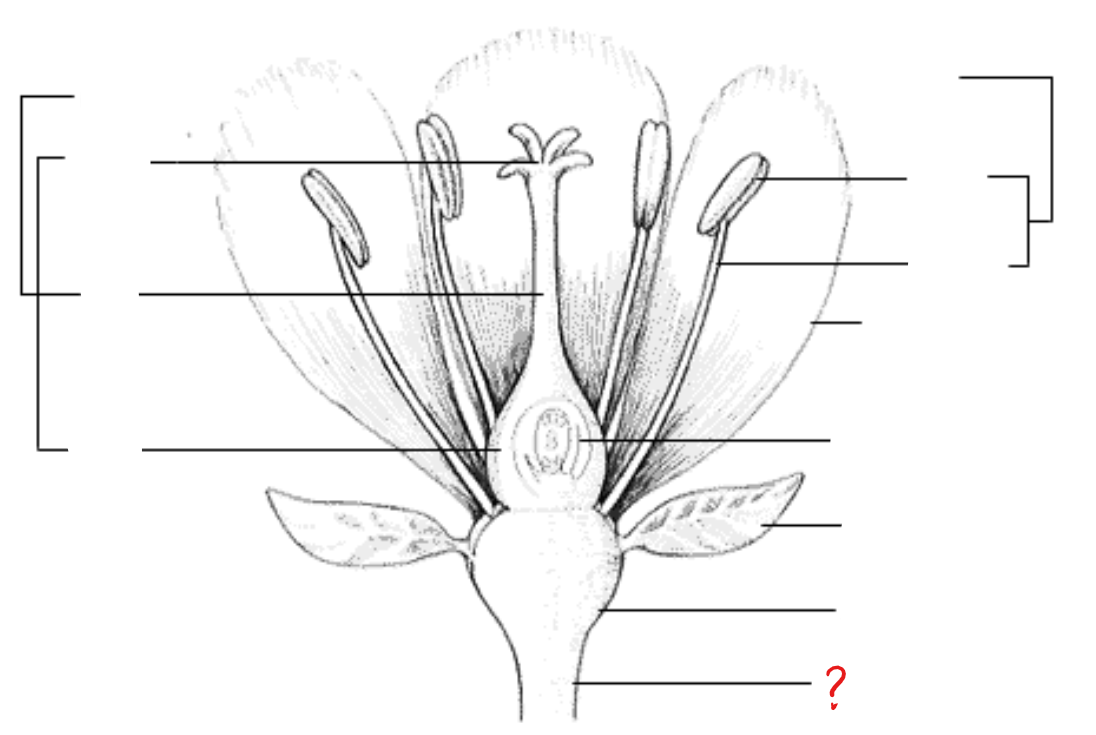 <p>identify the part labeled with a question mark; stalk of a flower</p>