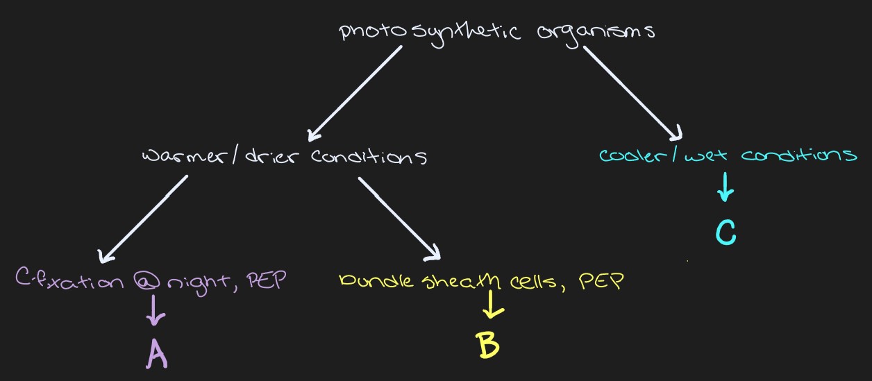 Label the Photosynthetic Process