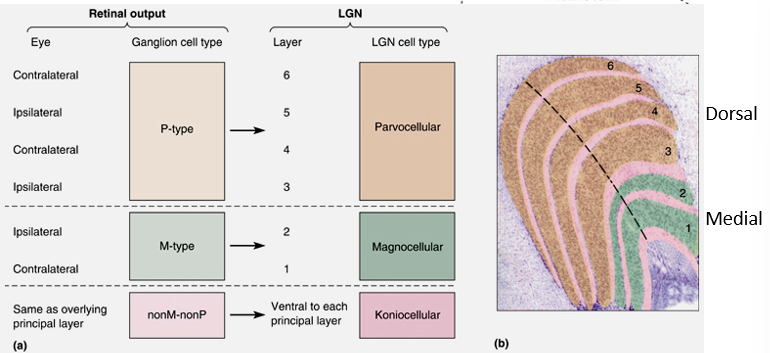 <p>1-2 (the two ventral layers): magnocellular</p><p>3-6 (the four dorsal layers): parvocellular</p>