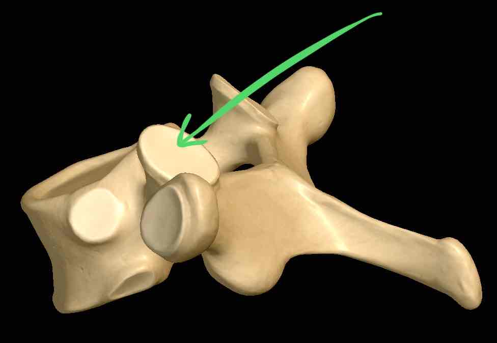<p>Name this structure </p>