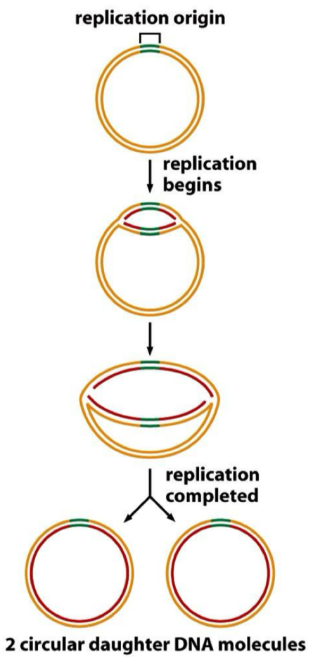 <ul><li><p>bacteria have circular DNA &amp; plasmids</p></li><li><p>Each chromosome or plasmid has an ‘origin of replication’- a special sequence where it begins</p></li><li><p>Bidirectional replication</p></li><li><p>Theta structure</p></li><li><p>Makes 2 circular DNA molecules</p></li></ul><p></p>