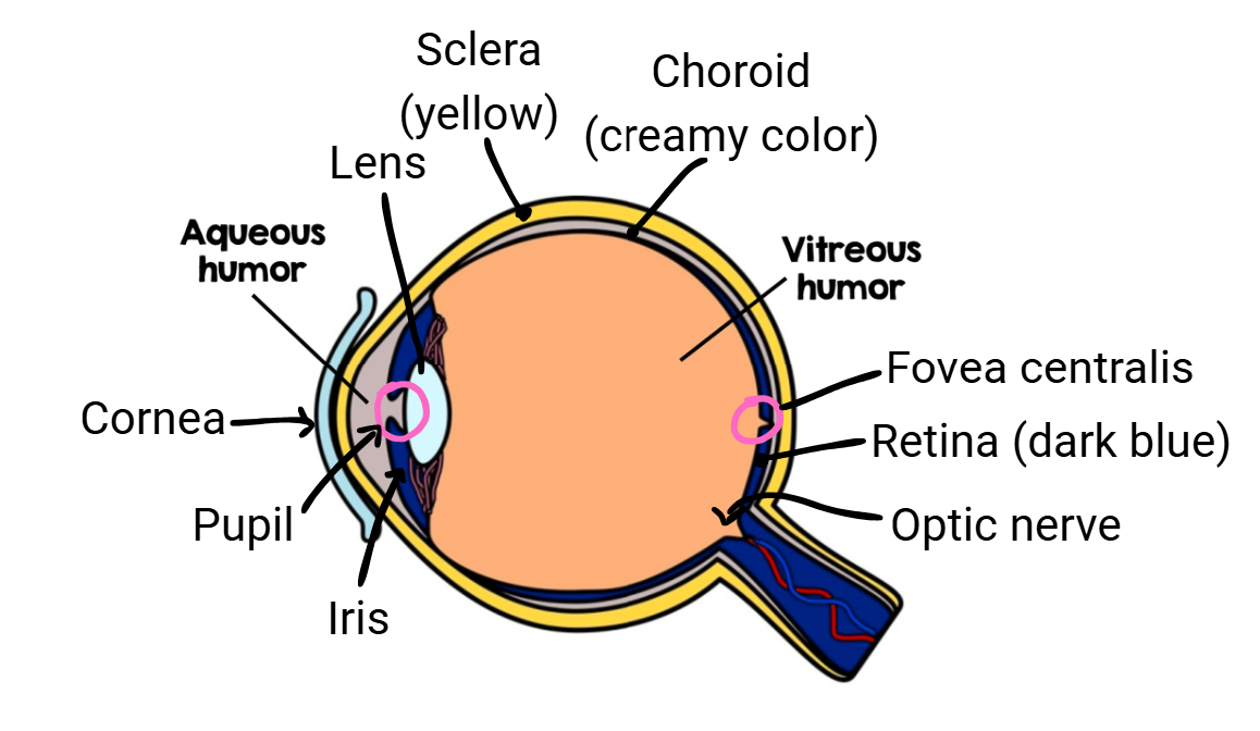 <ul><li><p>sclera</p></li><li><p>choroid</p></li><li><p>retina</p></li><li><p>vitreous humor (thick, gel-like substance btwn lens and retina)</p></li><li><p>aqueous humor</p></li><li><p>cornea</p></li><li><p>iris</p></li><li><p>pupil</p></li><li><p>lens</p></li><li><p>fovea centralis</p></li><li><p>optic nerve</p></li></ul><p></p>