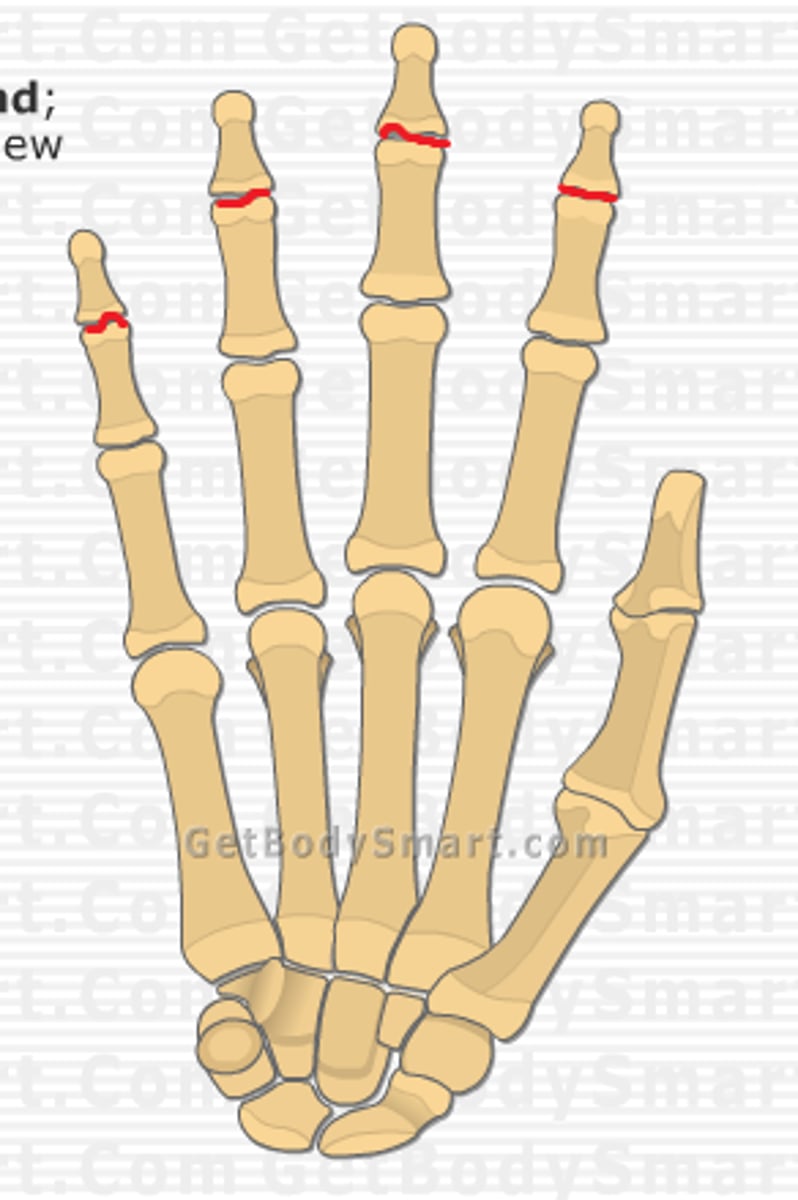 <p>between finger bones; allow bending</p>