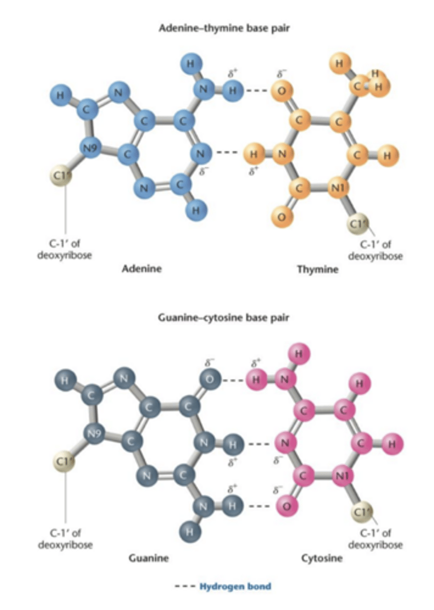 <p>chemical affinity produces hydrogen bonds in pair of bases</p><p>- A-T and G-C base pairing provides complementarity of 2 strands and chemical stability to the helix</p><p>- A-T: double bond</p><p>- G-C: triple bond</p>