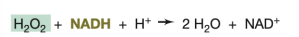 <p>What enzyme is responsible for the reaction shown in the image?</p>