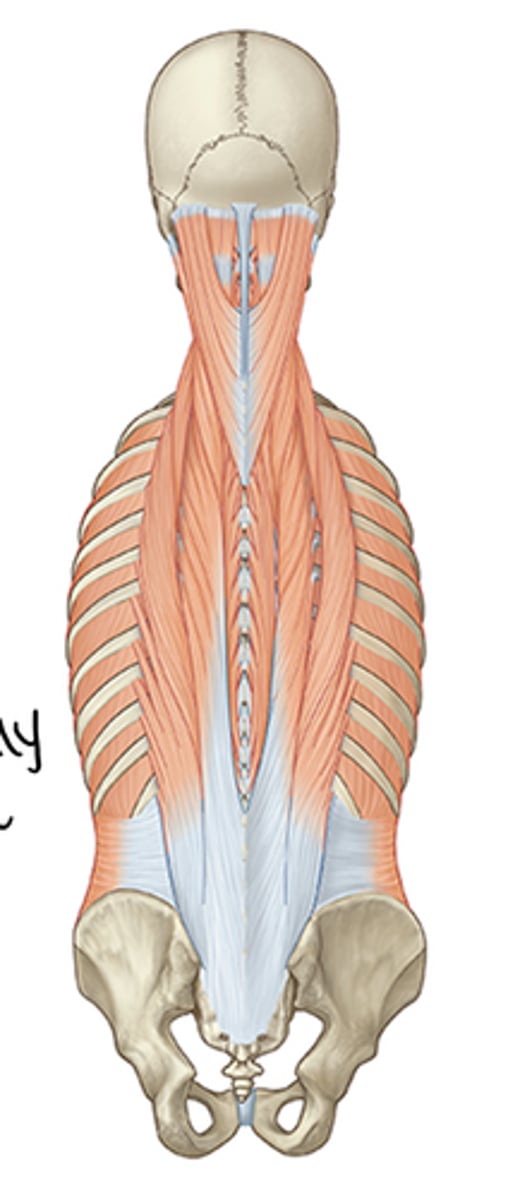 <p>The intrinsic back/epaxial muscles are innervated by the ... ... of the spinal nerve.</p>