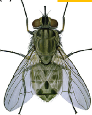 <p>What fly is this? </p>