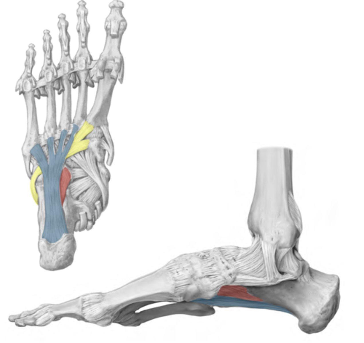 <p>RED</p><p>-Calcaneus to cuboid</p><p>-Helps maintain longitudinal arches</p>